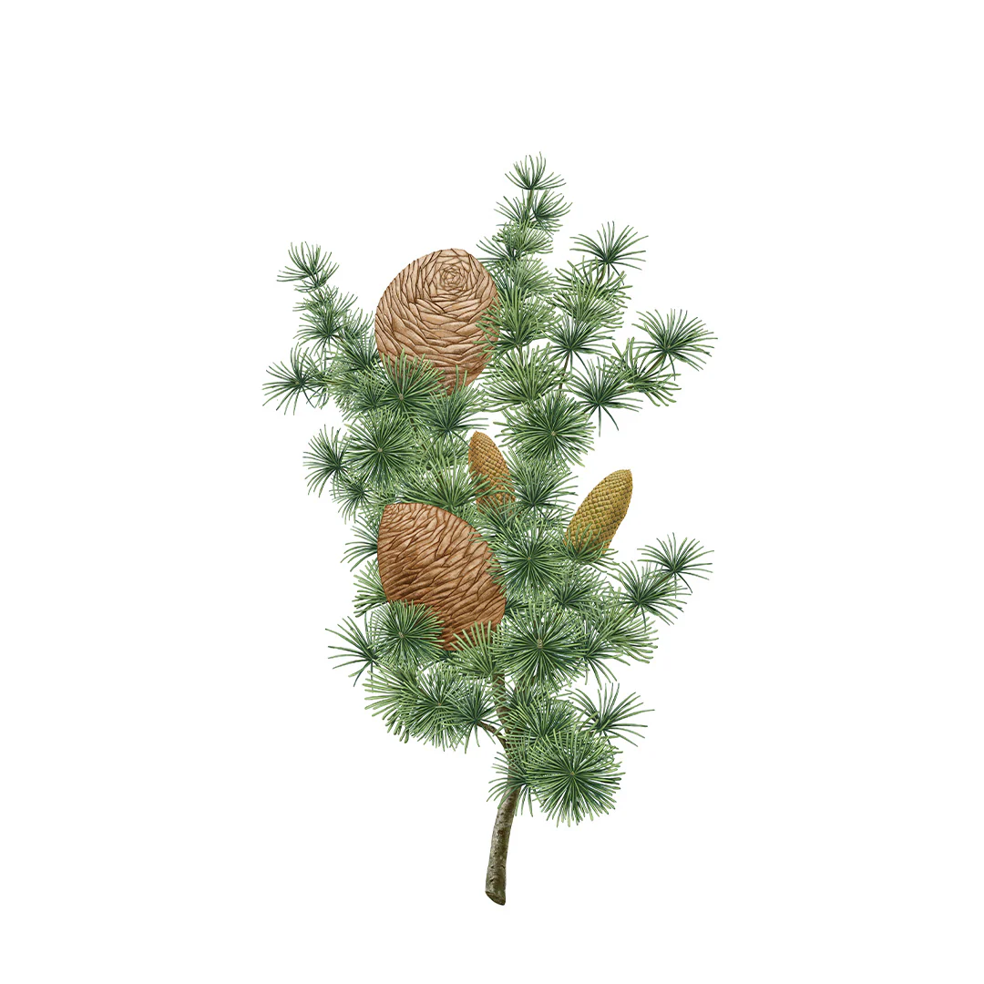 Cedar Botanical Paleet - Image 2