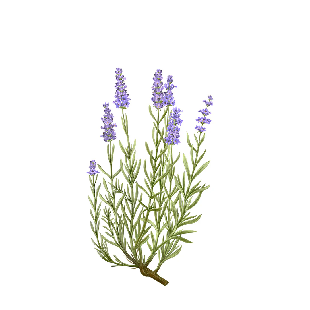 Lavender Diffuser - Image 2